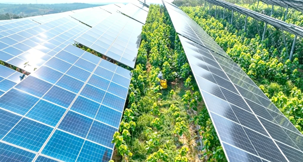 yunnan chuxiong agrivoltaic project